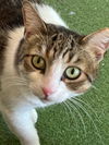 adoptable Cat in oakland, CA named Willow