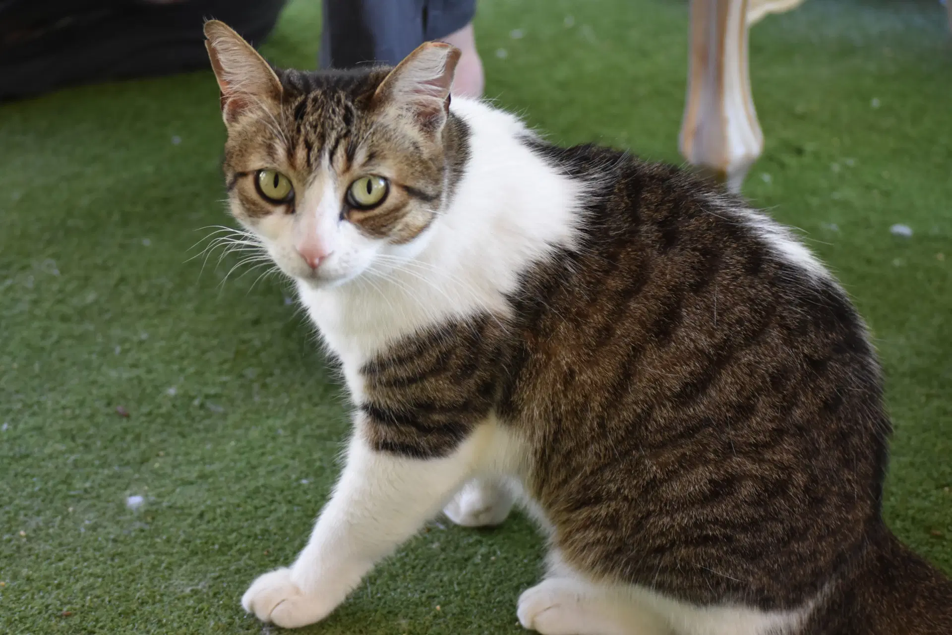 Willow - Domestic Short Hair