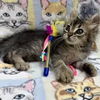 adoptable Cat in oakland, CA named Courtney [CP]