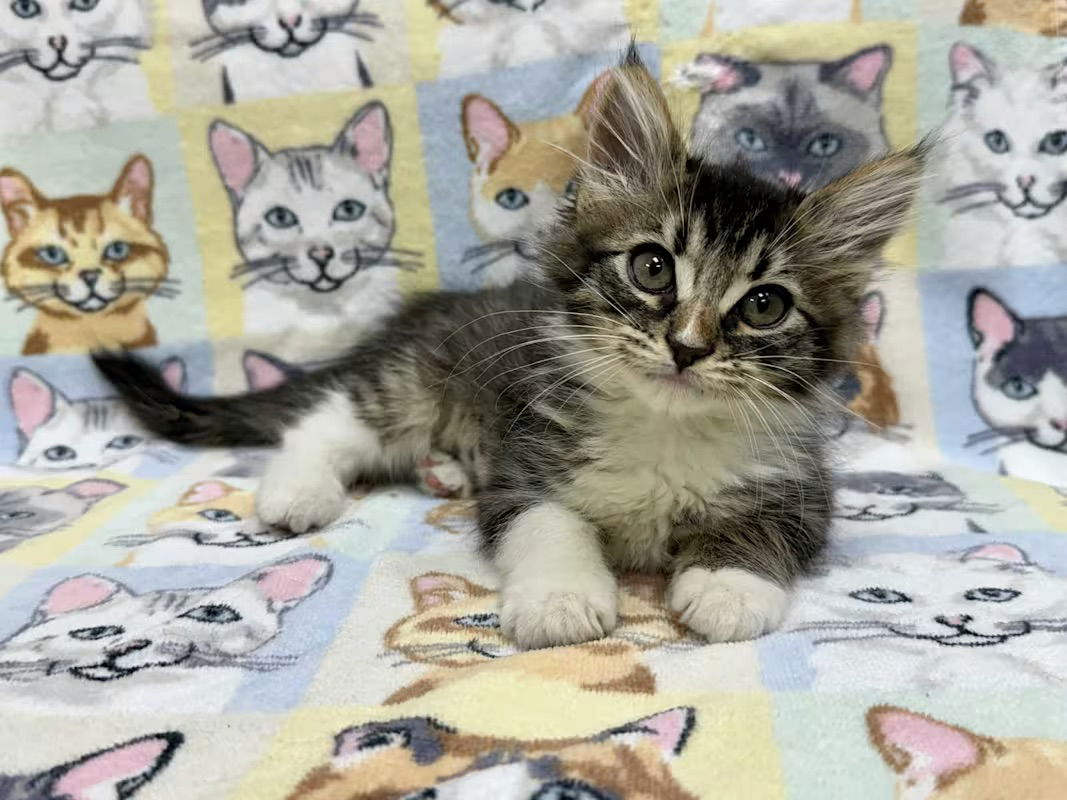 adoptable Cat in Oakland, CA named Abbie [CP]