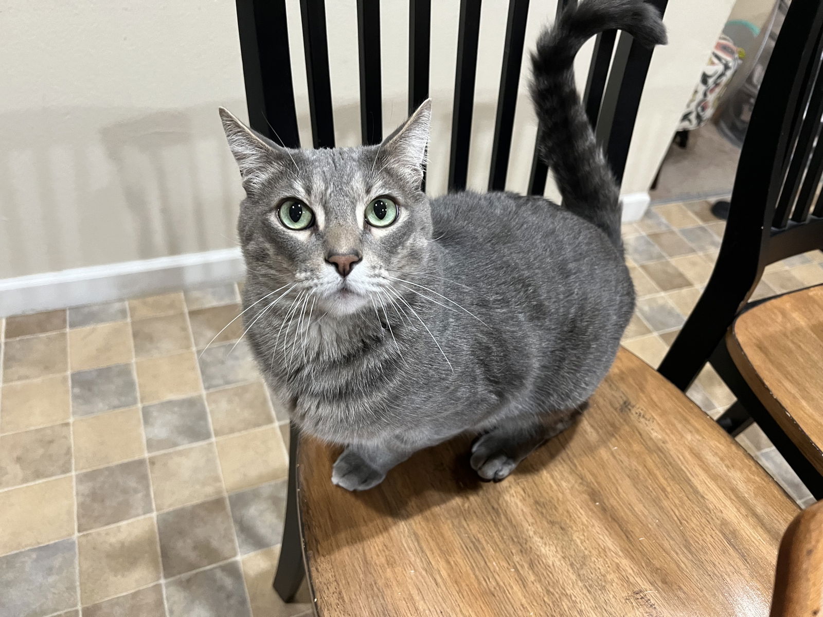 adoptable Cat in Oakland, CA named Calbee [CP]