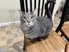 adoptable Cat in oakland, CA named Calbee [CP]