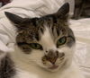 adoptable Cat in oakland, CA named Zena [CP]