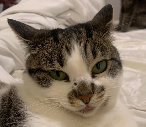 picture of the cat needing adoption