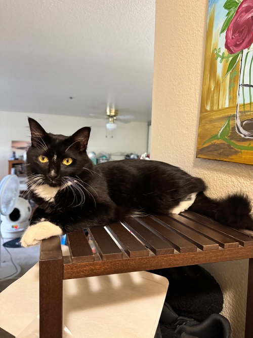 BOOTS (& VICTORIA) [CP] - Domestic Short Hair available for adoption