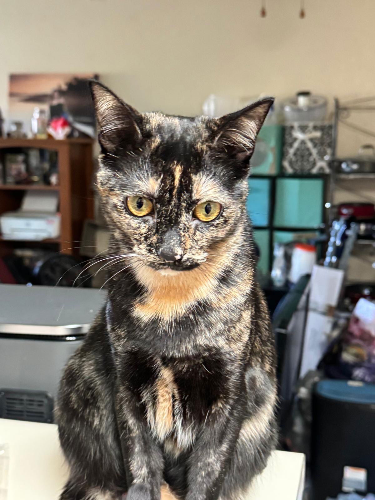 adoptable Cat in Oakland, CA named Victoria (& Boots) [CP]