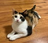 adoptable Cat in oakland, CA named Clover (& Thistle) [CP]
