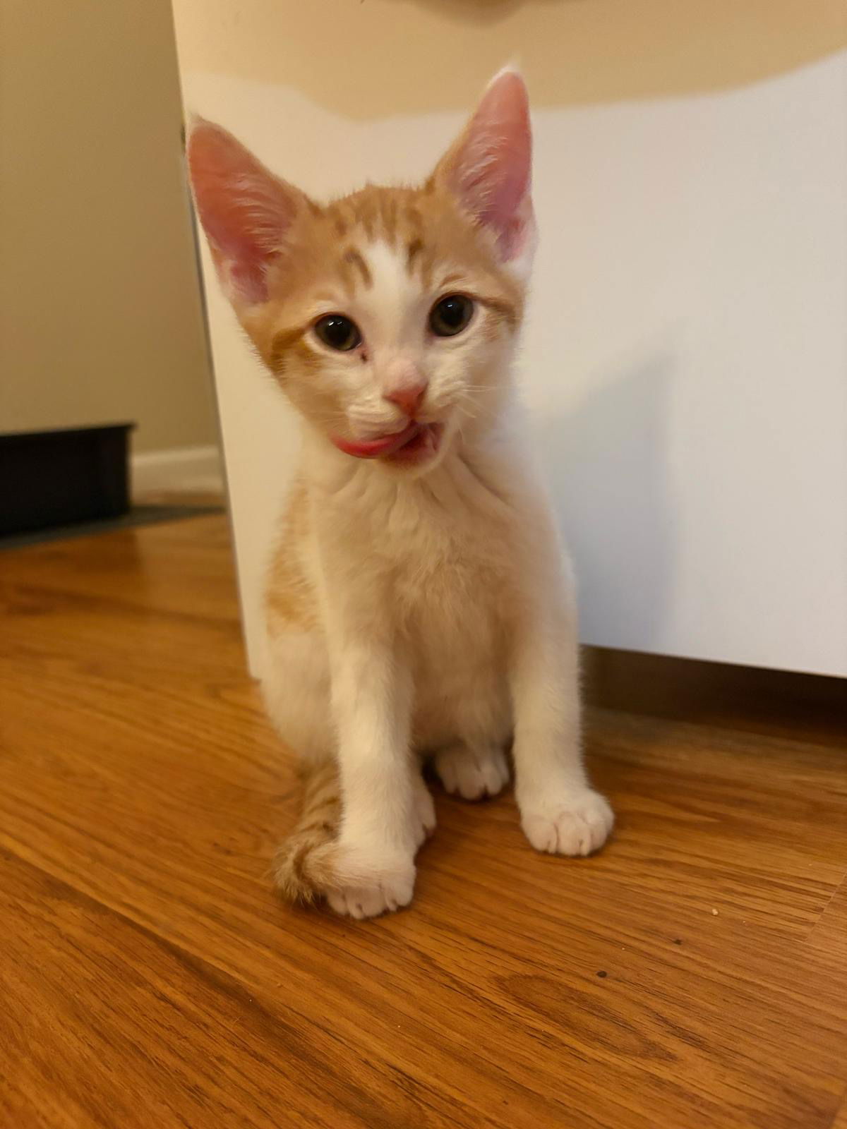 adoptable Cat in Oakland, CA named Thistle (& Clover) [CP]