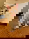 adoptable Cat in oakland, CA named Thistle (& Clover) [CP]
