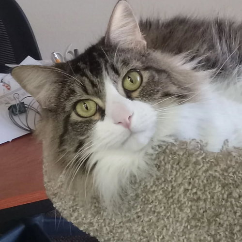 picture of the cat needing adoption