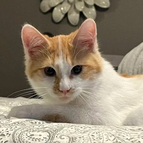 picture of the cat needing adoption