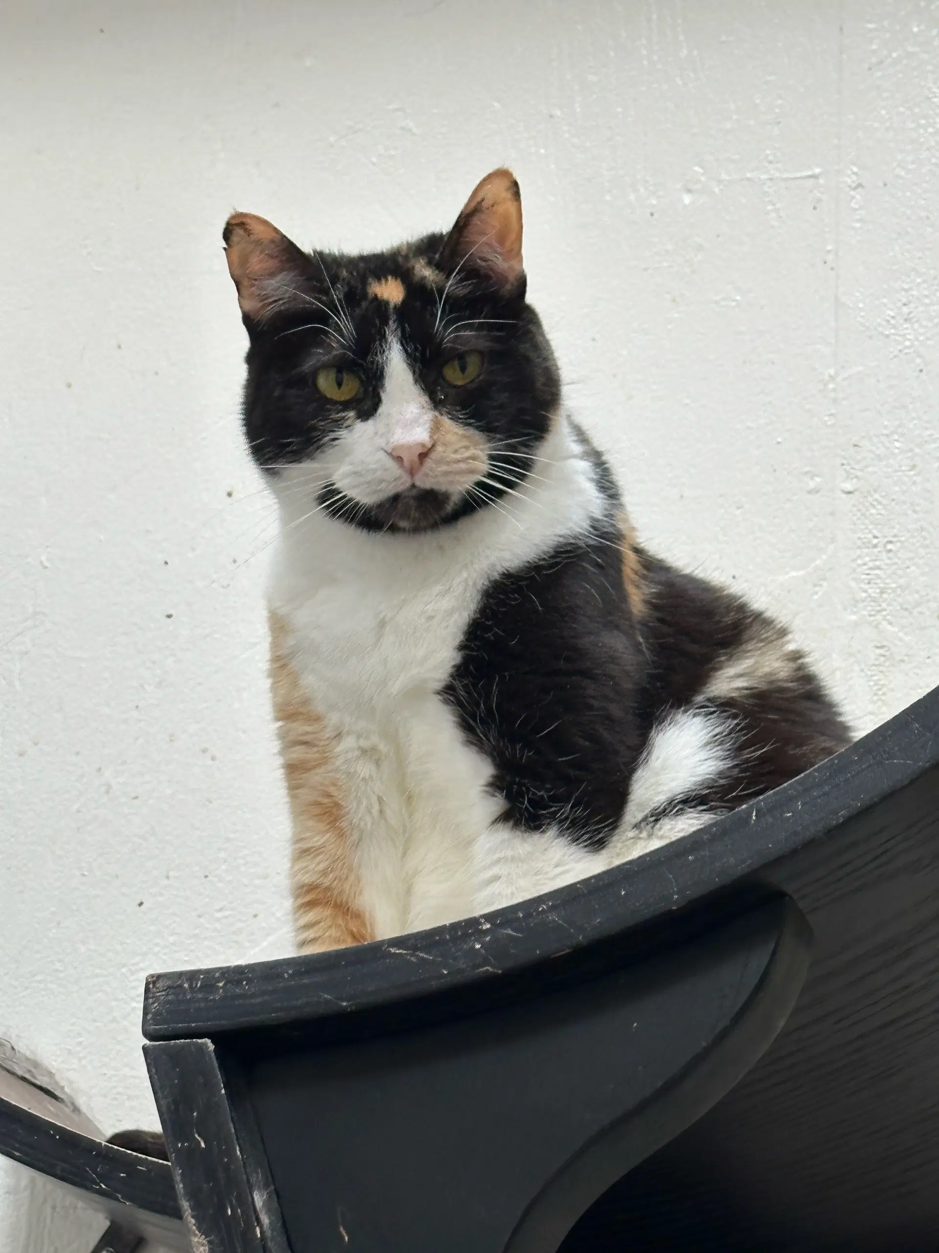 Lux - Domestic Short Hair