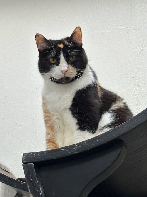 LUX - Domestic Short Hair available for adoption