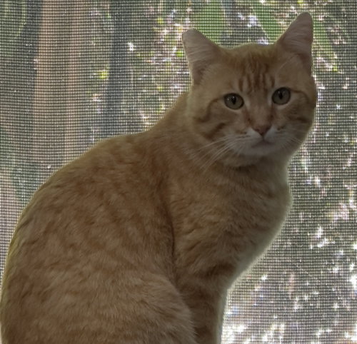 MANGO - Domestic Short Hair available for adoption