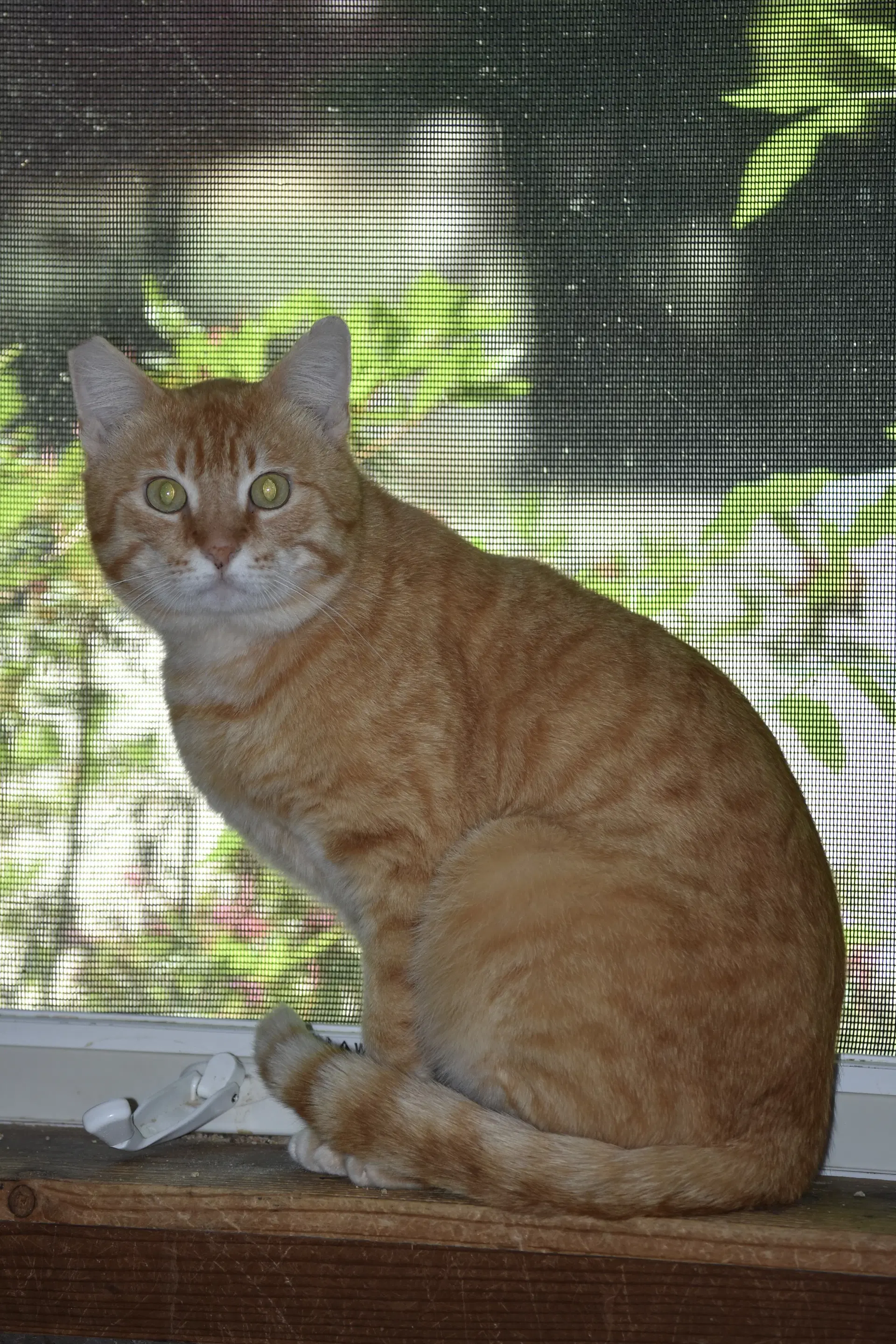 Mango - Domestic Short Hair