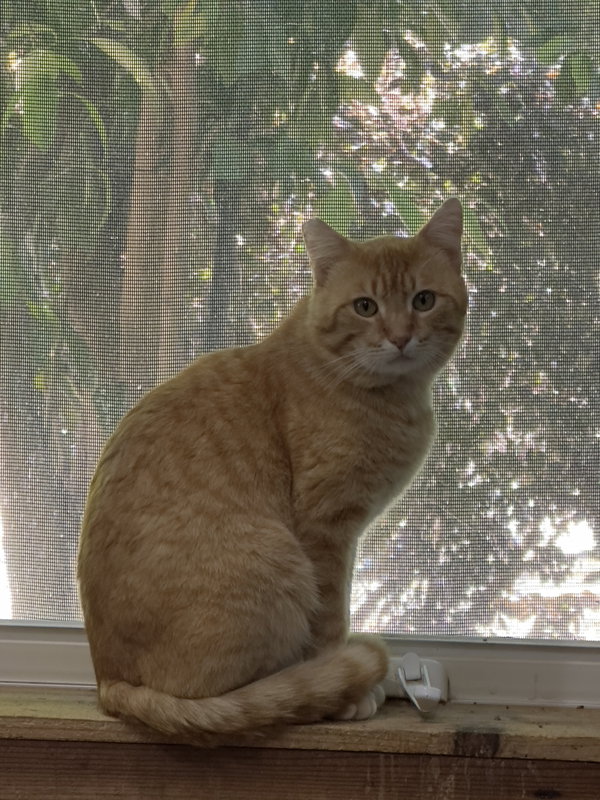 Mango