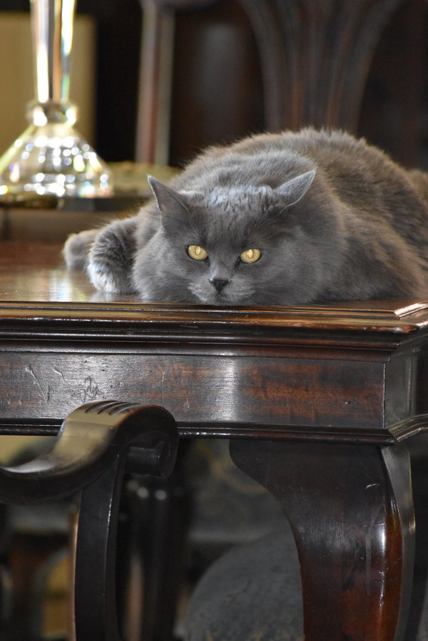 Pewter