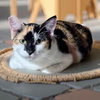 Olive (CP) - Photo 1