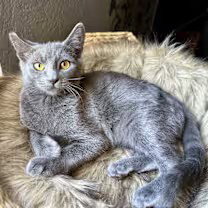 Photo of Sasha (CP)