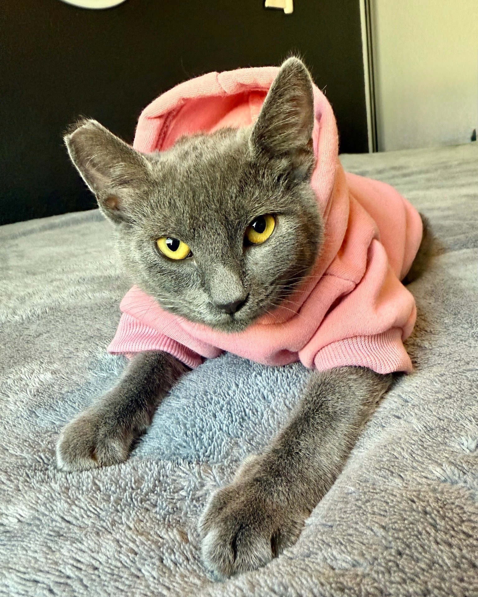 Sasha (CP)