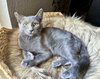 Sasha (CP) - Photo 3