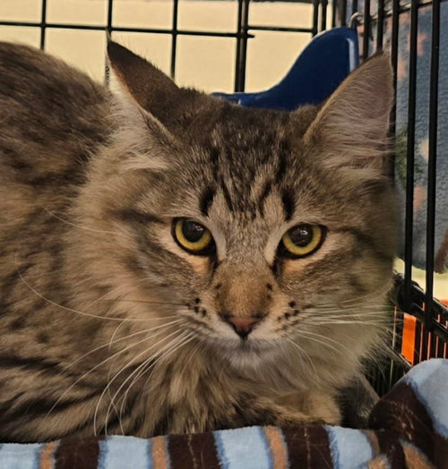 picture of the cat needing adoption