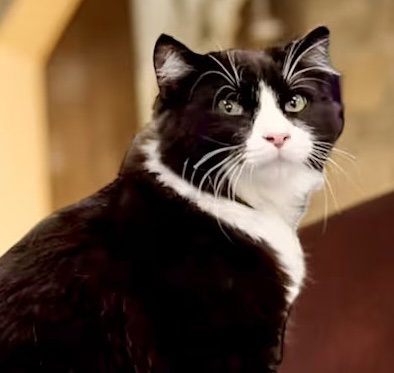 picture of the cat needing adoption