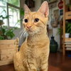 Dexter [CP] - Photo 2
