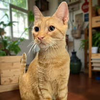 DEXTER [CP] - Domestic Short Hair available for adoption