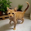 Dexter [CP] - Photo 3