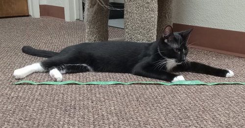 EDWIN [CP] - Domestic Short Hair available for adoption