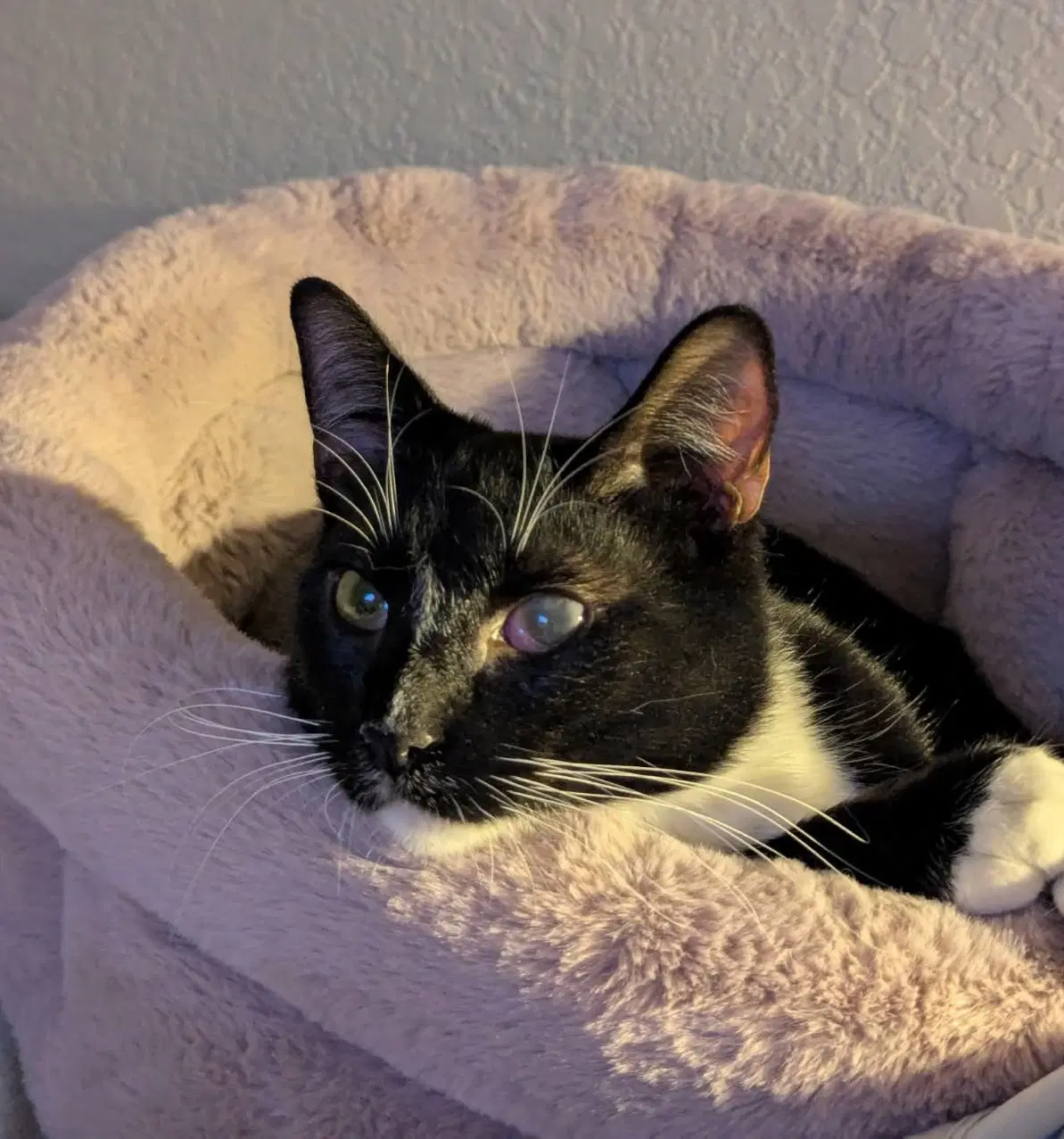 Edwin  Dexter Cp - Domestic Short Hair