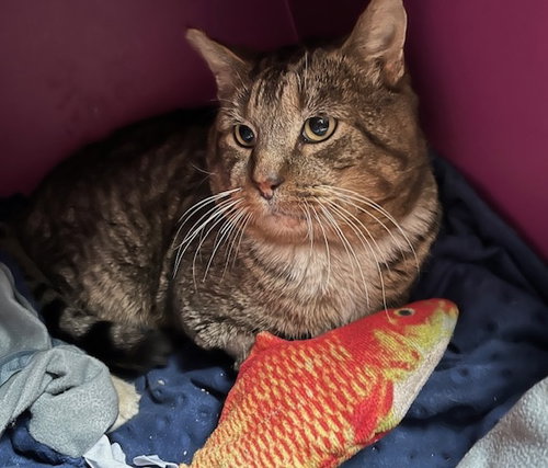picture of the cat needing adoption