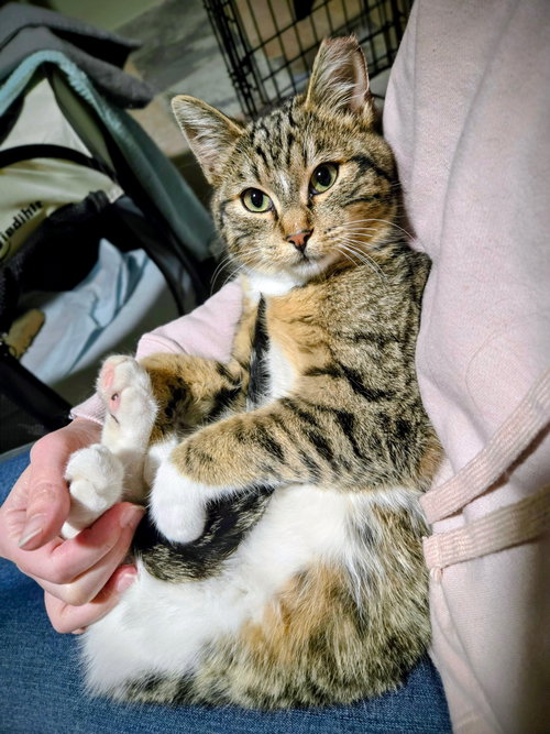 Oliver [CP], an adoptable Domestic Short Hair in Oakland, CA