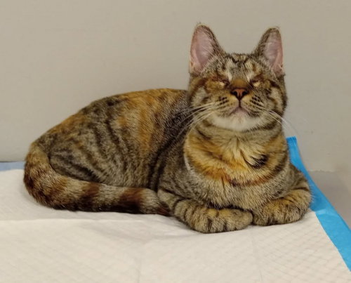 Doris [CP], Young Domestic Short Hair / Mixed (short coat), cat for adoption in San Rafael, California