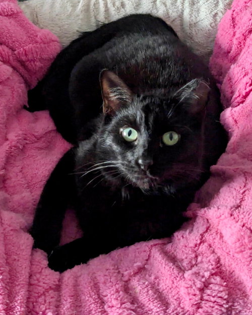 Mary [CP], Adult Domestic Short Hair / Mixed (short coat), cat for adoption in Oakley, California
