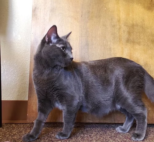 Winston [CP], an adoptable Russian Blue in Oakland, CA