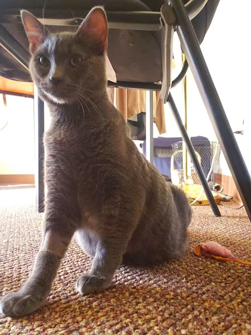 Photo 3 of Winston [CP]