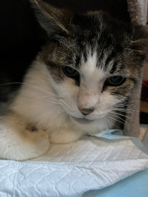 Tigger