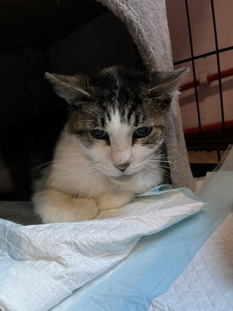 Tigger photo 2