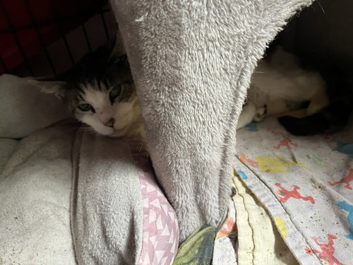 Tigger photo 4