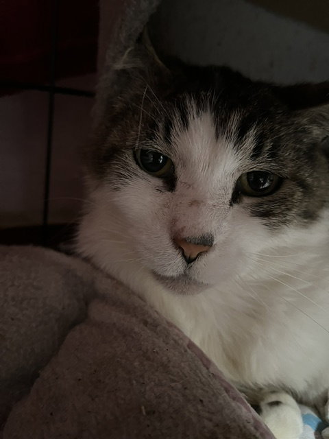 Tigger photo 5