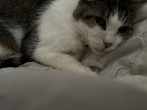 Photo 5 of Tigger [CP]