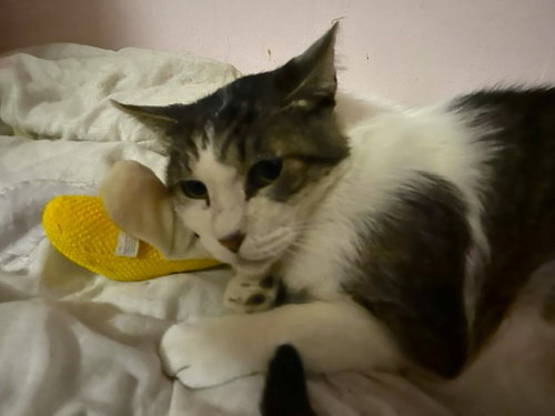 Tigger [CP], a cat for adoption from Adopt Rescue Cats CA