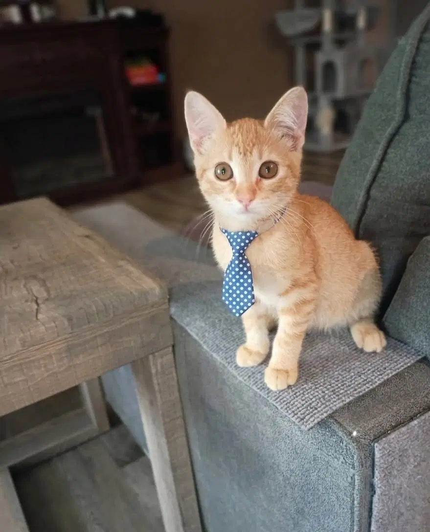 Diesel Cp - Domestic Short Hair