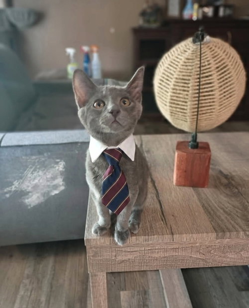 Jasper [CP], an adoptable Russian Blue in Oakland, CA