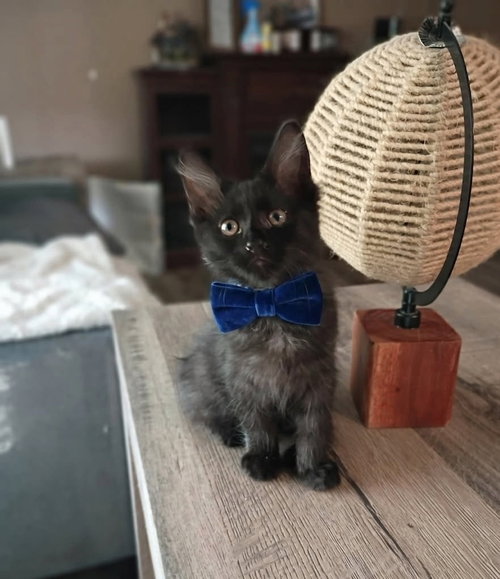 Oliver [CP], an adoptable Domestic Medium Hair in Oakland, CA