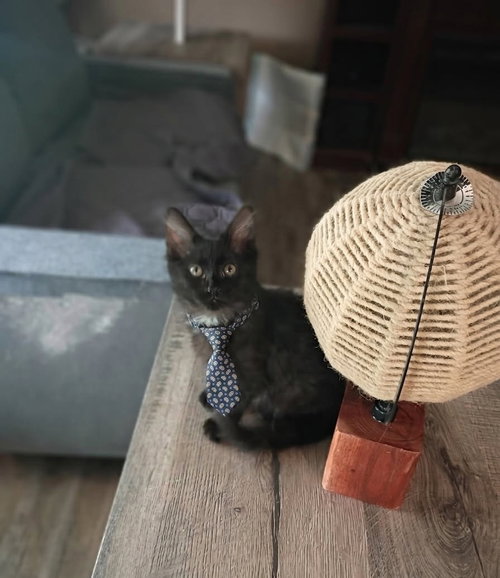 Oliver photo 2