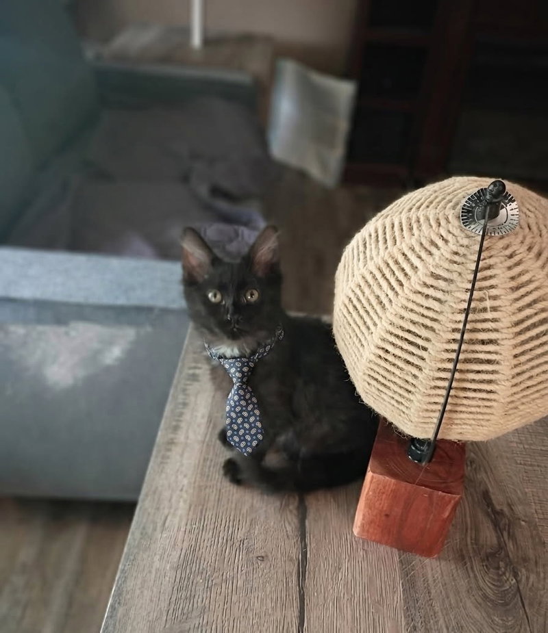 Oliver, photo 2