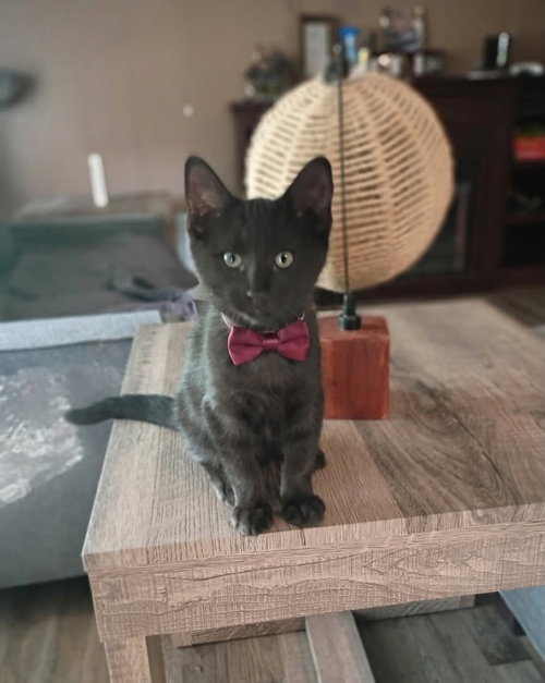 Thor [CP], an adoptable Domestic Short Hair in Oakland, CA